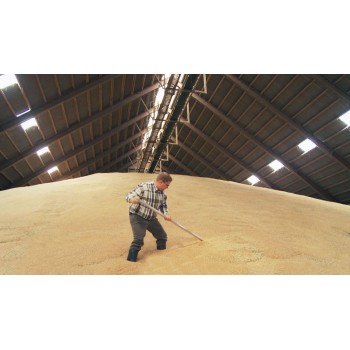 Homme prélevant le grain