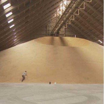 Prise d'échantillon de céréale