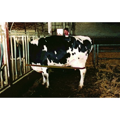 Sangle sécurité anti coup-de-pied SECURITEX l Sécurama