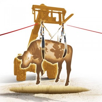 sangles de levage pour animaux 2tonnes