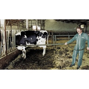 Sangle sécurité d’élevage anti coup-de-pied l Sécurama