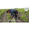 Exosquelette HAPO mal de dos ERGO SANTE I Sécurama pour la viticulture